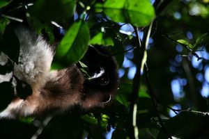 잎에 있는 새끼