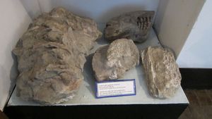 남방 코끼리 뼈(기원전 60만~40만 년)(밍게체비르 역사 박물관 소장)