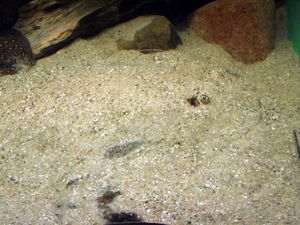 모래 속에 파묻혀 있을 때, 이 스팟티드 모토로(Potamotrygon motoro)와 같은 가오리는 거의 보이지 않아 밟히기 쉽다. (사진 오른쪽 눈 부분)