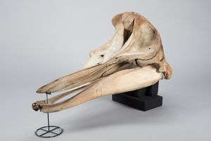 Cuvier's beaked whale의 두개골