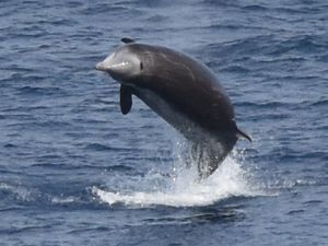 비스케이만에서 수면으로 뛰어오르는 민부리고래.