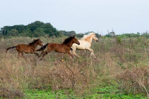 바리나스주의 야생마