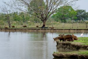 바리나스주의 카피바라