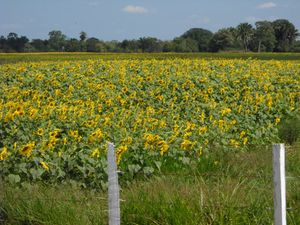 바리나스 주 페드라사 시의 해바라기 농장