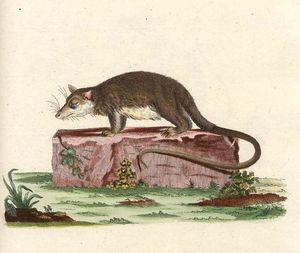 요한 크리스티안 다니엘 폰 슈레버(Johann Christian Daniel von Schreber)의 1780년 삽화