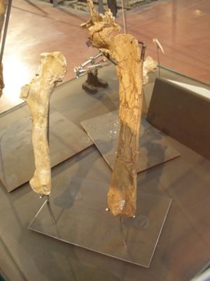 가능한 바리랍토르 뼈