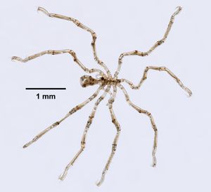 Callipallene brevirostris