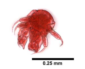 Achelia spinosa의 유충