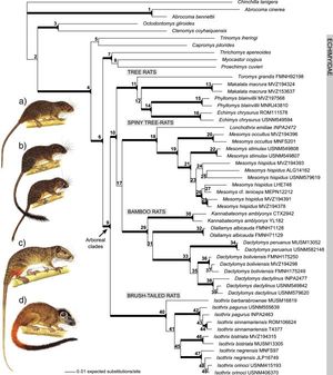 가시쥐과의 계통 발생도. 붓꼬리쥐속(Isothrix)의 위치를 보여준다.