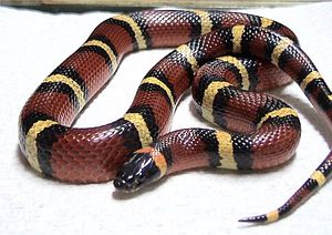 멕시코 밀크뱀(Mexican milk snake) (L. t. annulata)