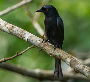 벨벳망토드롱고