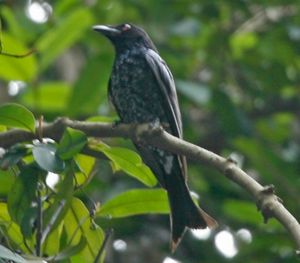 까마귀부리드롱고