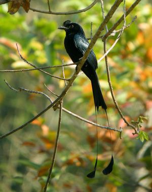 큰 래킷꼬리드롱고