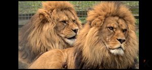 라바트 동물원의 바바리사자. 2020년 촬영.