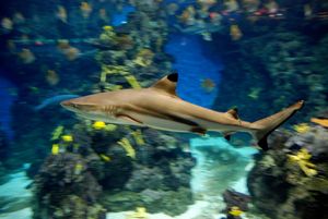 검은지느러미상어