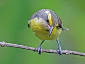 어린 바나나퀴트는 성체보다 칙칙하며 노란색 눈썹과 목을 가질 수 있다