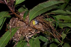 둥지에 있는 바나나퀴트. 오사 반도, 코스타리카