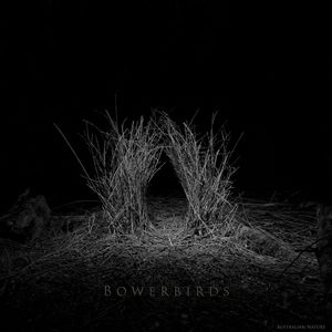 해질녘의 비단바우어새의 바우어