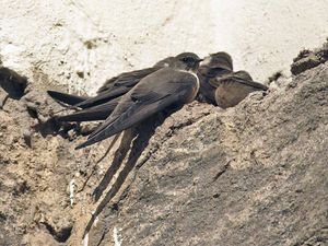 바위 표면에 앉아 있는 무리