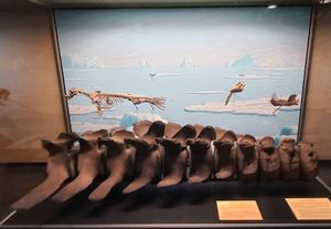 덴마크의 코펜하겐 동물 박물관에서 보관중인, 후퇴하는 스칸디나비아 빙상 아래에서 발견된 17,000~18,000년 된 해양 포유류 화석