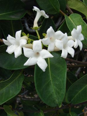 Stephanotis floribunda