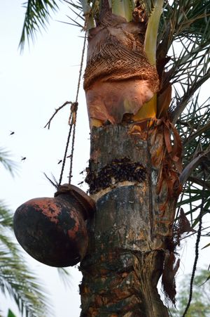 대추야자 수액 채취는 니파 바이러스의 주요 노출 경로이다.