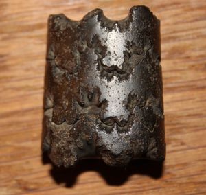 Baculites ovatus}}) Say, 1820의 모식 표본.