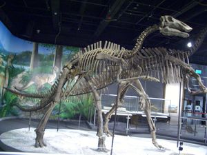 홍콩 과학관에 전시된 복원된 골격