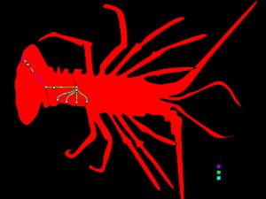 (A) 절지동물의 꼬리에서 새겨진 미세한 털은 환경 자극(1)의 존재에 반응하여 체성 신호(2)를 활성화시킨다. (B) 체성 중간 뉴런(3)에 의해 활성화된 활동 전위는 측면 거대(LG) 중간 뉴런(4)으로 자극을 전달한다. (C) 측면 거대 중간 뉴런은 가재의 복부 내 다양한 거대 운동 뉴런(5)으로 자극을 전달하여 반사를 실행한다. 이러한 근육 수축은 절지동물이 자극 지점에서 멀리 떨어진 물을 통해 성공적으로 추진할 수 있게 한다.