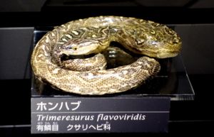 도쿄 국립과학박물관에 전시된 표본