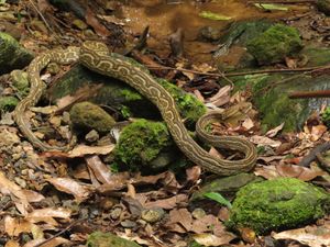 살무사, 아마미오 섬산