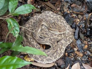 살무사, 도쿠노 섬산