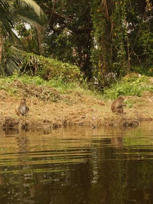 타 캄(Tha Kham)의 방쿤티안(Bang Khun Thian)에 있는 원숭이들