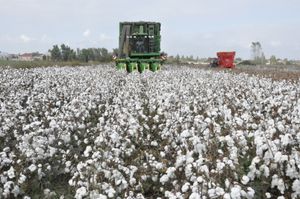 바르다 구의 면화 농장