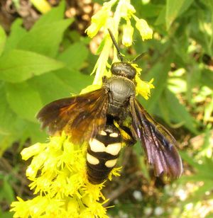 Scolia bicincta 암컷, 미국 펜실베이니아