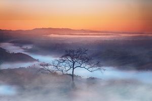 사젝 계곡, 일출이 되면 풍경이 조금 따뜻해지고 구름의 물결이 강물처럼 흐른다. 이 구름들 사이로 나무 한 그루가 보인다.