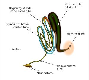 환형동물 메타네프리디움
