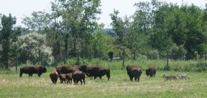배틀그라운드(Battle Ground)에 위치한 울프 공원(Wolf Park)의 오랫동안 중단된 늑대-들소 시범.