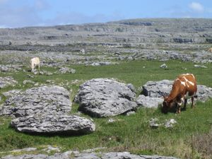 버렌에서 풀을 뜯는 소들