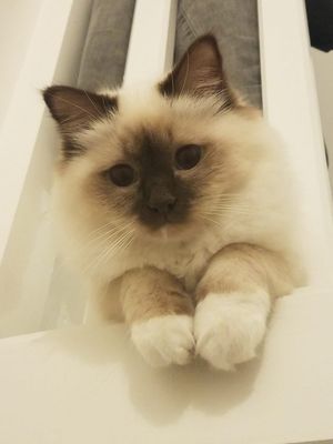 Chocolate Point Birman