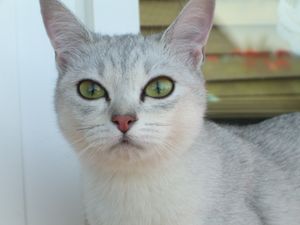 블랙 실버 쉐이디드