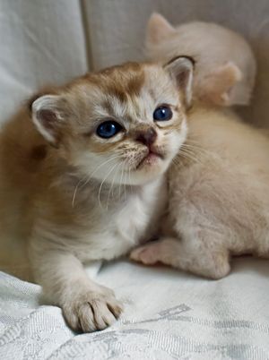 버밀라 새끼 고양이