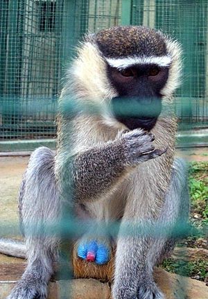 붉고 파란 색의 음경을 지닌 수컷 버빗원숭이