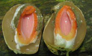 미성숙 '알'의 단면