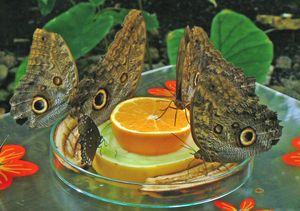 독일 만하임의 Schmetterlingsparadies에서 나비에게 먹이를 주는 모습