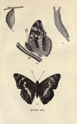 번개오색나비의 일생 (W.J. 루카스(W.J. Lucas, 1893)의 저서 영국 나비 도감: 수집가와 박물학자를 위한 실용 안내서에서 발췌)