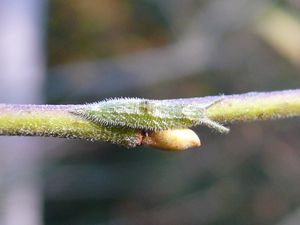 번개오색나비 유충