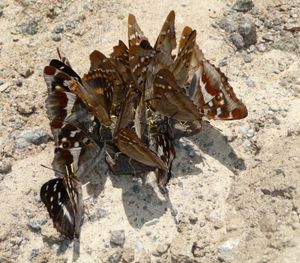 우크라이나에서 죽은 유럽 갈색 개구리(Rana temporaria)의 몸에서 수분을 섭취하는 번개오색나비 (Apatura iris)와 작은 번개오색나비(Apatura ilia)