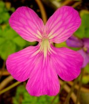 잡종 벌레잡이 제비꽃의 꽃