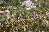 이탈리아 남티롤의 고산 초원에서 자라는 P. leptoceras